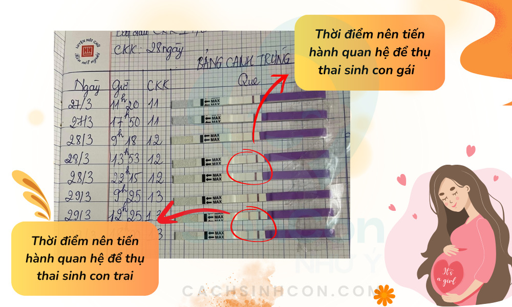 Cách tính ngày rụng trứng dành cho mẹ chu kỳ kinh đều